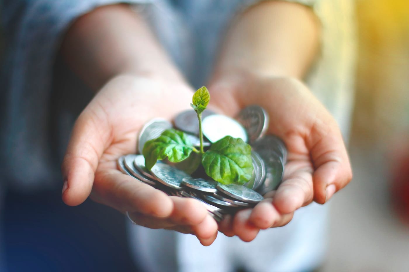 Cupped hands holding coins with a seedling growing from them